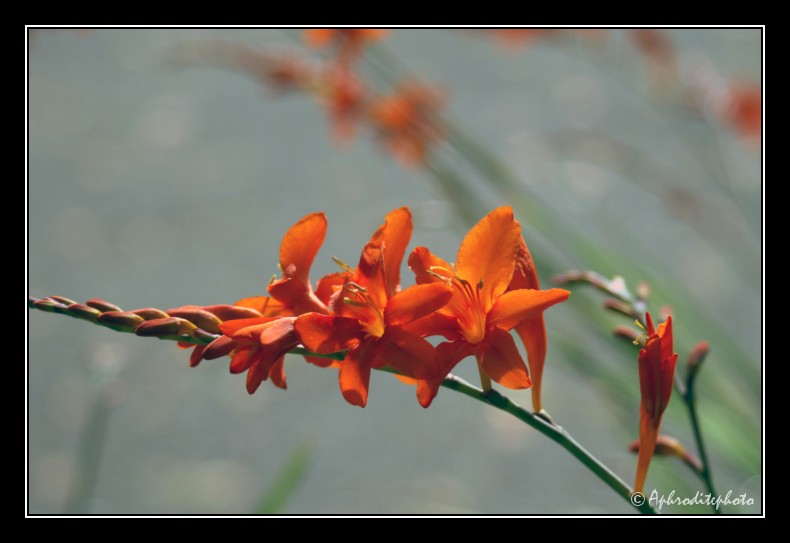 001 Fleurs